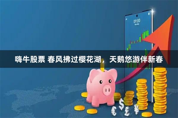 嗨牛股票 春风拂过樱花湖，天鹅悠游伴新春